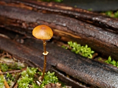Conocybe filaris