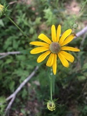 Rudbeckia heliopsidis