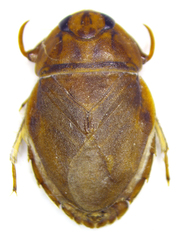 Ambrysus mormon