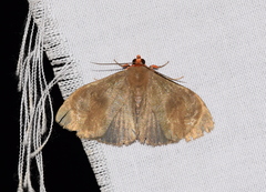 Calesia dasypterus