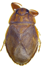 Ambrysus mormon