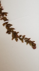 Aphanisma blitoides