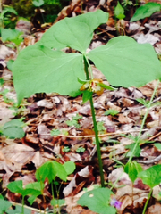 Trillium