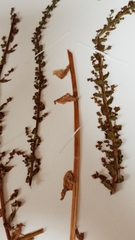 Aphanisma blitoides