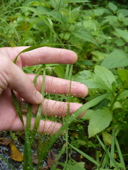 Eragrostis capillaris