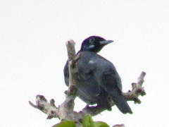 Gymnoderus foetidus