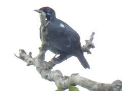 Gymnoderus foetidus