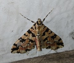 Conchylodes bryophilalis