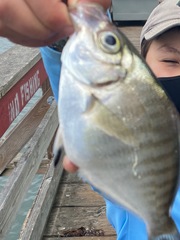 Hyperprosopon argenteum