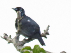 Gymnoderus foetidus