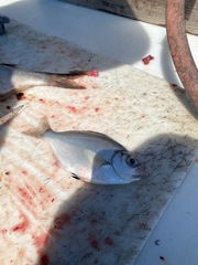 Hyperprosopon argenteum