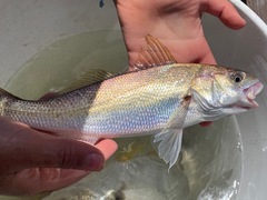 Genyonemus lineatus