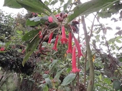 Iochroma fuchsioides