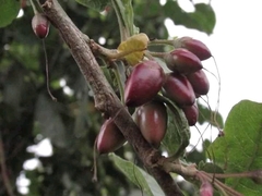 Iochroma fuchsioides