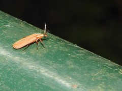Lycostomus placidus