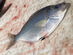 Hyperprosopon argenteum