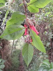 Iochroma fuchsioides