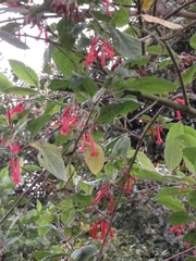 Iochroma fuchsioides