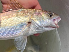 Genyonemus lineatus