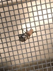 Euparius paganus