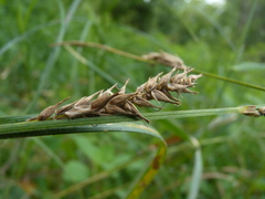 Carex trichocarpa