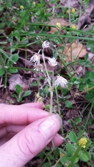 Antennaria neglecta