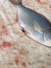 Hyperprosopon argenteum