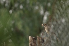 Toxostoma curvirostre