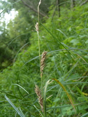 Carex trichocarpa