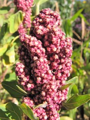 Chenopodium quinoa