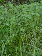 Carex trichocarpa
