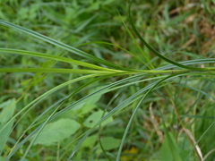 Carex trichocarpa