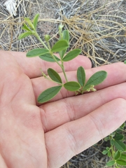Pediomelum tenuiflorum