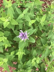 Monarda fistulosa