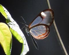 Image of Pteronymia simplex