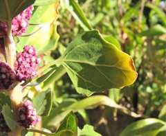 Chenopodium quinoa