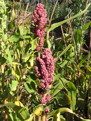 Chenopodium quinoa