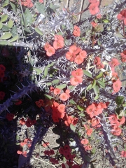 Euphorbia milii