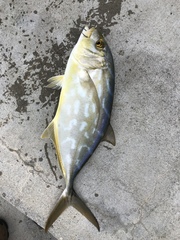 Caranx bartholomaei