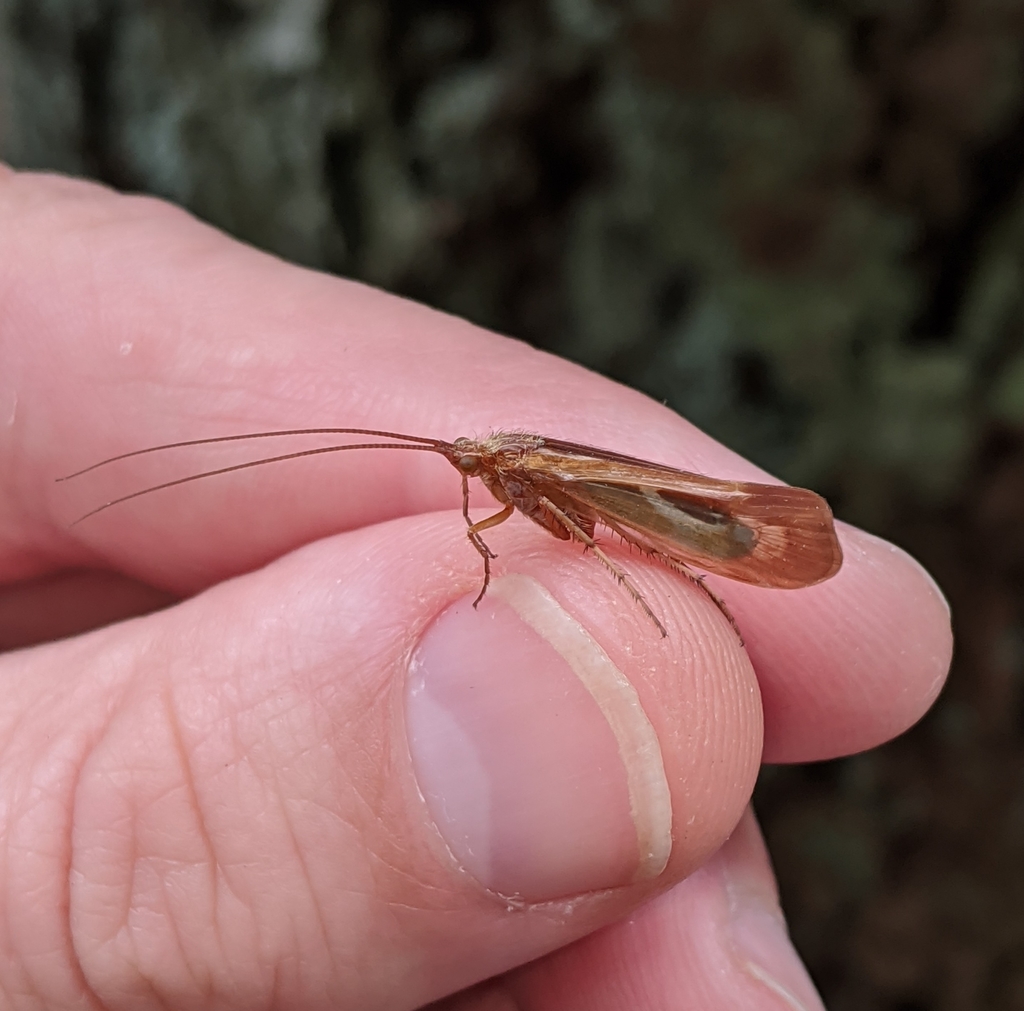 Yellowstar Northern Caddisfly