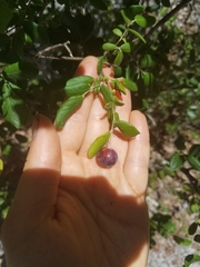 Vaccinium stamineum image