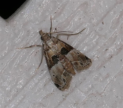 Neodavisia melusina