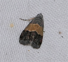 Tripudia balteata