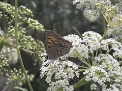 Tharsalea arota schellbachi