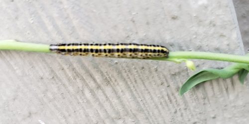 Toadflax Brocade Moth photo 5