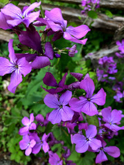 Lunaria annua