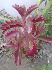 Kalanchoe sexangularis