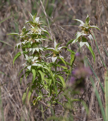 Monarda punctata punctata
