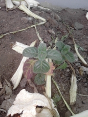Ocimum basilicum