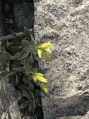 Silene parishii